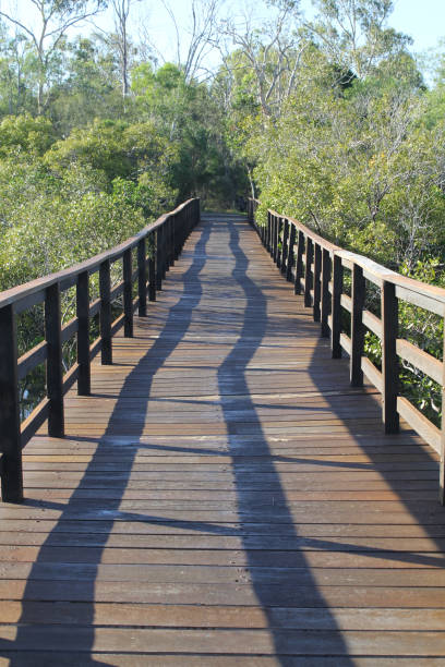 istock Wooden boardwalk bridge through a mangrove forest 1989685966