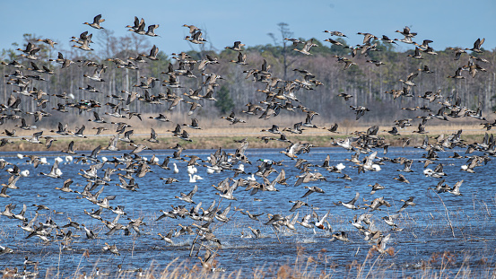 A flock of birds soaring gracefully above a serene water landscape, framed by lush reeds.