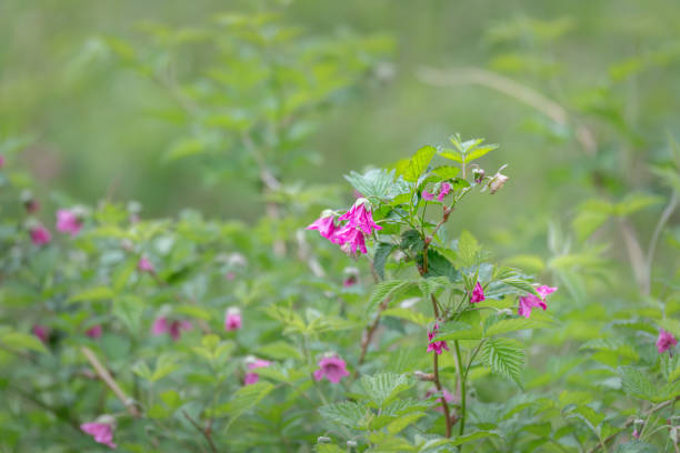 Pink Bell shaped flowers from William Henry Bay, Alaska