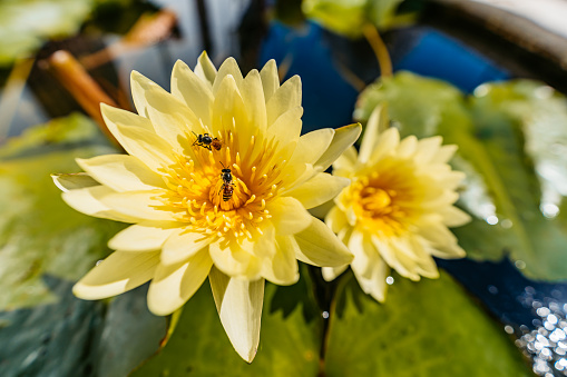 Bees on yellow water lilies blooming in a pond in Bangkok in Thailand.