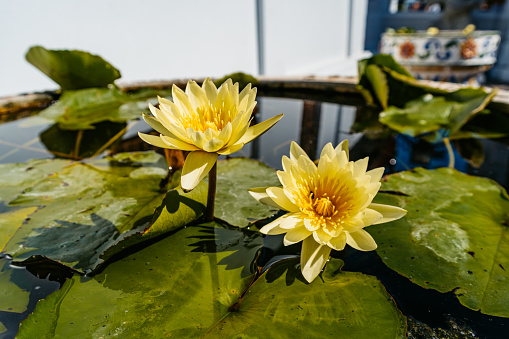 Yellow water lilies blooming in a pond in Bangkok in Thailand.