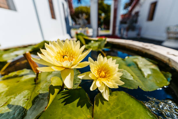 Yellow water lilies blooming in a pond in Bangkok in Thailand.