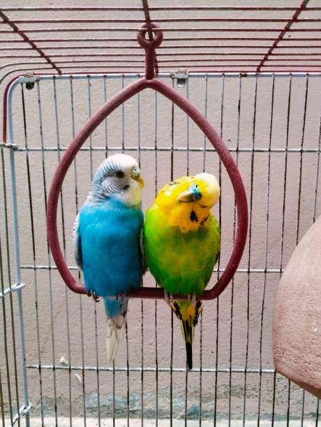 istock Beautiful Blue and green budgies 1989708178