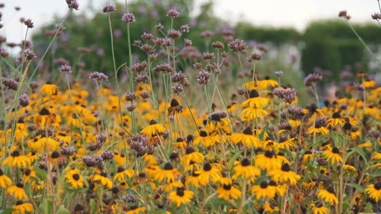 Perennial Rudbeckia. A field of bright yellow flowers.