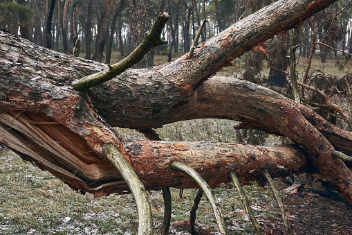 In the forest, due to the wind, an adult pine tree broke and fell, the interweaving of thick branches creates an abstract picture, in some areas of the trunk the bark flew off