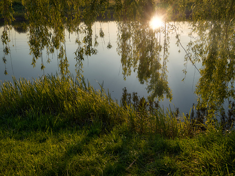 A large willow grows on the bank of the river, its branches with green leaves hang down to the water itself, the evening sun is reflected in the water and illuminates the hanging branches of the willow and the grass on the bank, the surface of the water is calm like a mirror