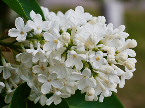 The white lilac bush bloomed beautifully, many small beautiful flowers with white petals, the scent of spring