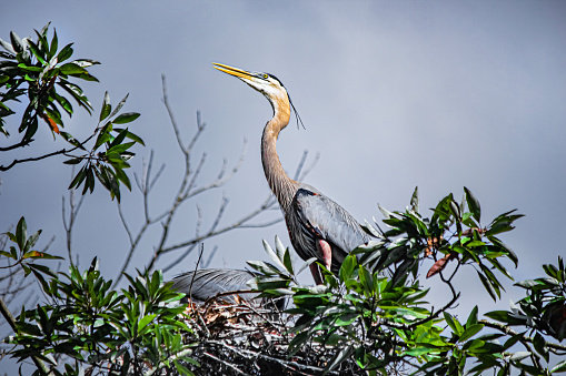 A mating pair of Great Blue Herons (Ardea heodias) are attending to their young in a Magnolia tree top (Magnolia verginiana) nest.  The one is looking up, while there other is feeding her baby.
