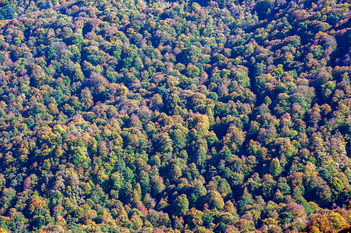 High view of the beech, hornbeam and fir forest in Yedigöller