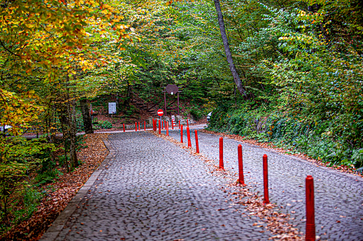 Stone paved road in the forest
