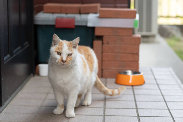 the cat that came to the front door