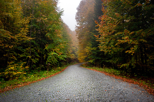Paved road in misty forest