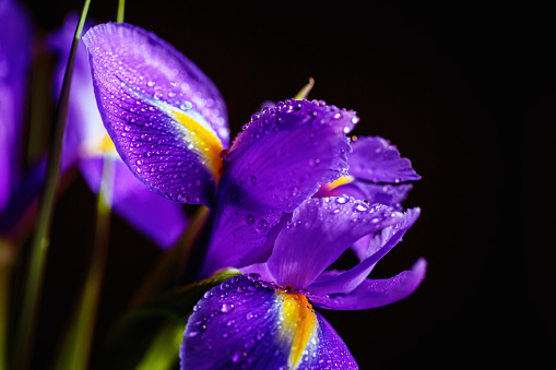 Close up photo of iris flower with macro detail. Beautiful purple flower with water drops on petals on dark blurred background. Greeting card with free space for text