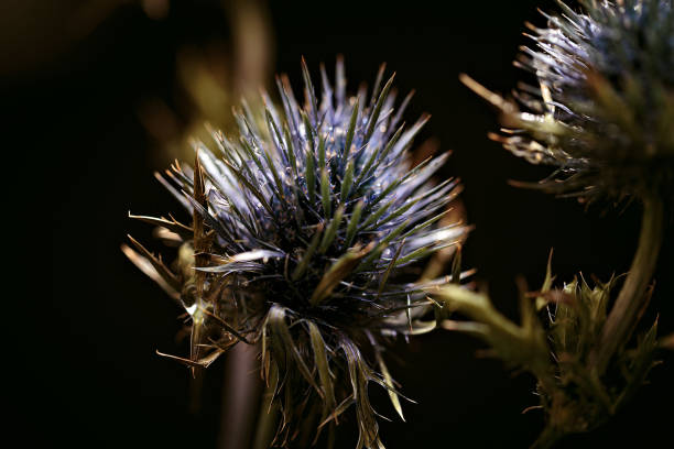 A close-up view of a thistle bud with fine, spiky details standing out against a smooth, muted background. The delicate structure and subtle colors create a calm, natural atmosphere. The image highlights the intricate texture and resilience of wild plants.