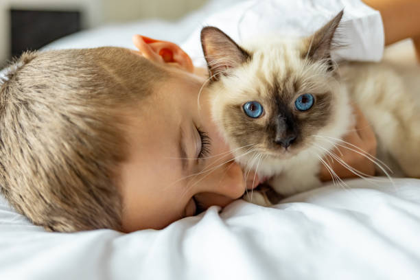 istock A Caucasian boy is lying with a cat on the couch. 1989778596