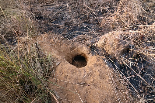Aardvark (Orycteropus afer) entrance to hole in dry sandy soil

Mole National Park, Ghana, Africa.        November