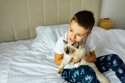 A boy is playing with a cat.