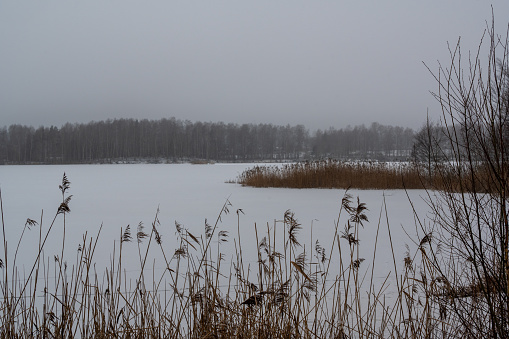Reed and frozen winter lake with snow Kumla Sweden January 26 2024