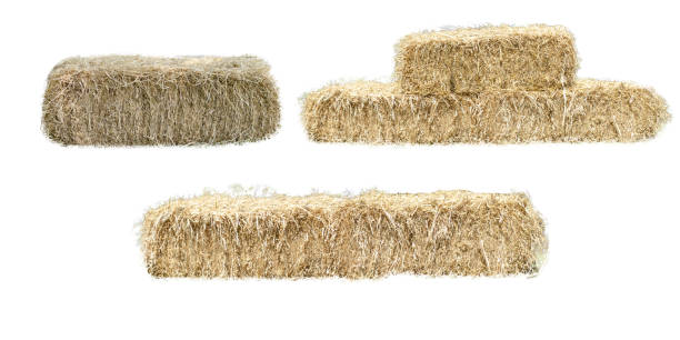 istock collage dry golden yellow haystack isolated on white background 1989789535