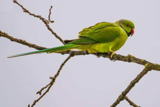 istock Green parrot perching on a branch close up 1989790588