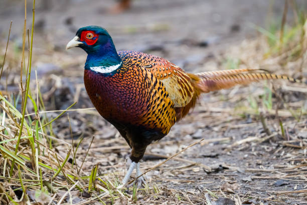 istock Beautiful colorful pheasant close up on the ground 1989791630