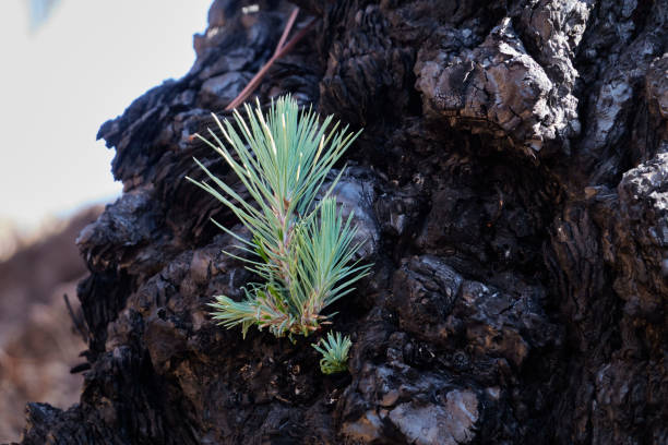 A young Canary Island pine seedling. La Palma, Spain