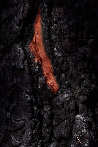 A closeup shot of a red stain on the burnt tree bark