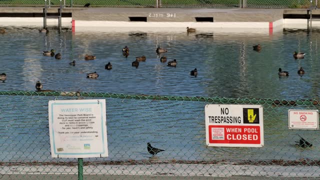 Ducks swimming in a public pool with warning signs, Vancouver, daylight, urban wildlife