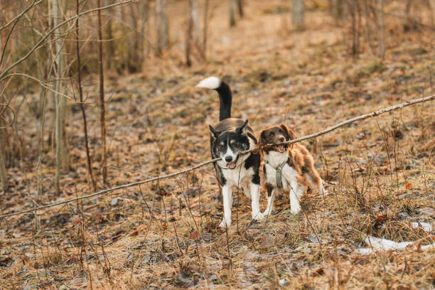 two cute dogs outside in garden playing with a stickMixed breed dogs outdoors in sweden