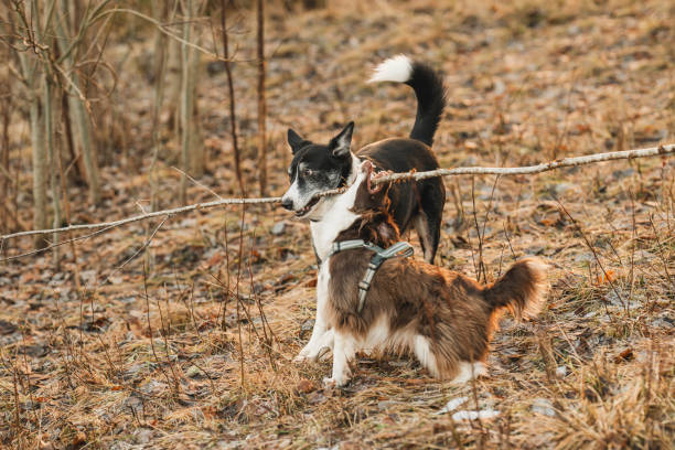 two cute dogs outside in garden playing with a stickMixed breed dogs outdoors in sweden