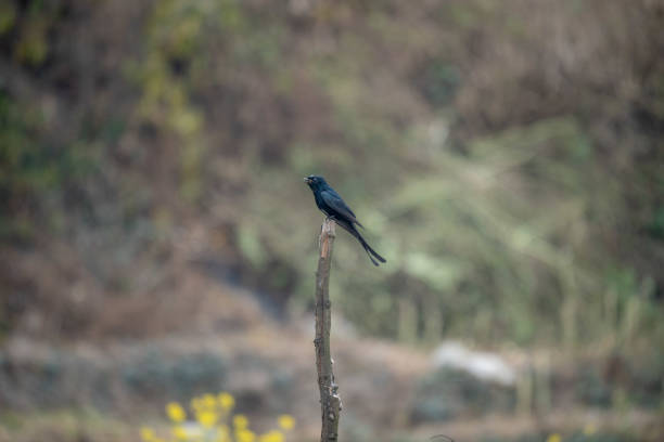 istock Closeup of a black drongo (Dicrurus macrocercus) perched on a pillar 1989840618