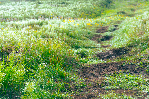 Dirt road through the meadow with wildflowers in spring