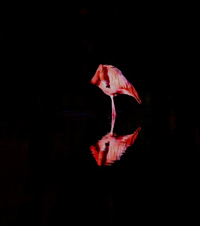 Caribbean flamingo preening on a lake with reflection on a dark background