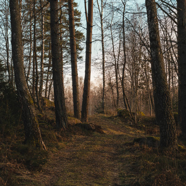 Forest nature path in winter in Sweden Scandinavia