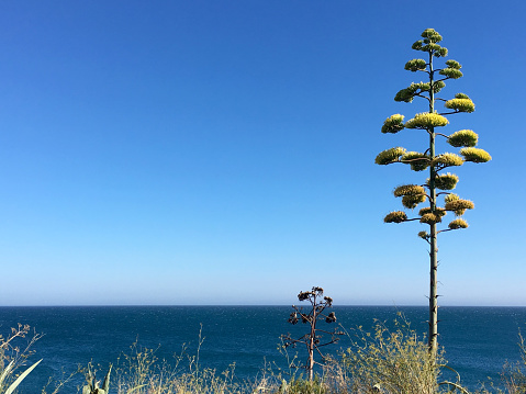 Horizontal Photo of a Agave parryi Flowers over Blue Sky