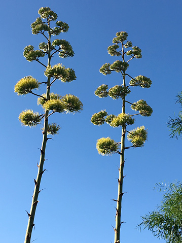 Vertical Photo of two Agave parryi Flowers over Blue Sky