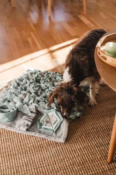 istock Cute springer spaniel mix at home indoors Sprocker playing on sniffing mat 1989855627