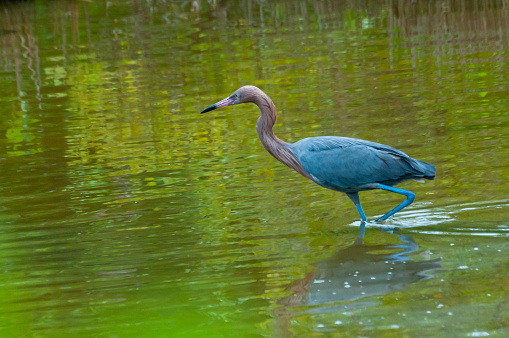 Blue Heron (Egretta caerulea) in a central Florida pond. Florida