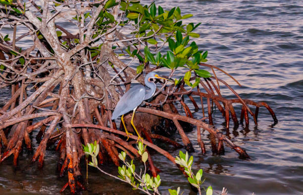 istock Blue Heron (Egretta caerulea) in a central Florida pond. Florida 1989857243