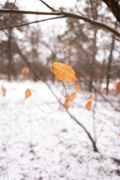 Close-Up Of Spiky Dried Plant During Winter