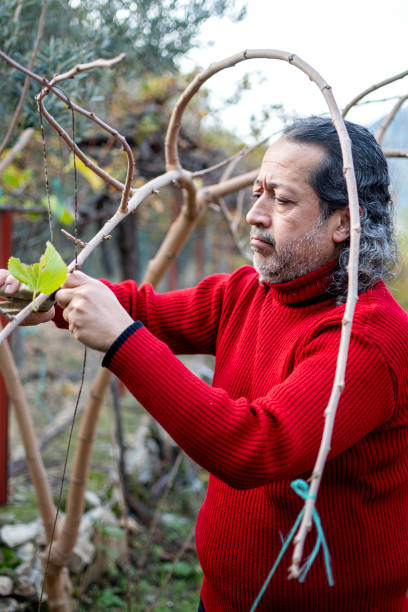 istock Gardener pruning currant bush with shears outdoors 1989863193