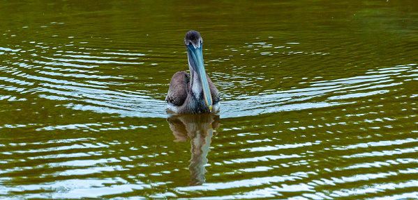 Brown Pelican (Pelecanus occidentalis), an adult bird swims in the Gulf of Mexico, Florida
