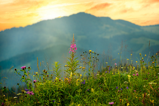 Lilac flowers Ivan-tea and other wild flowers on a green meadow in the mountains. Chamaenérion angustifolium