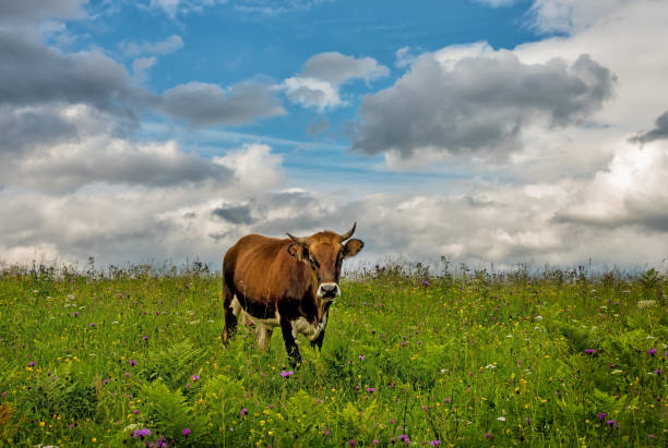 A cow in a flowering meadow on a sunny summer day.