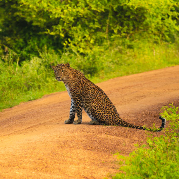istock Leopard in Yala National Park 1989884711