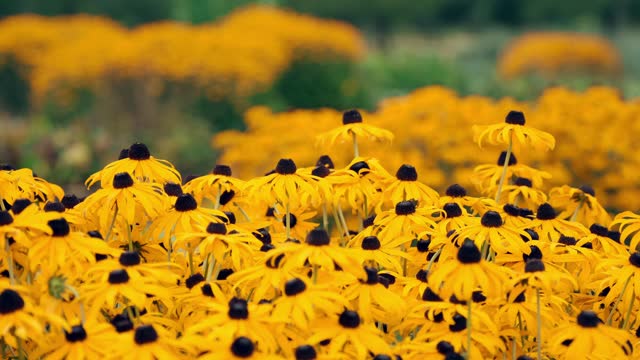 Perennial Rudbeckia. A field of bright yellow flowers.