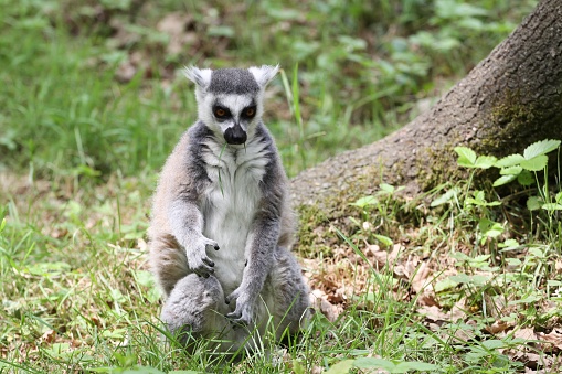 Ring-tailed lemur in nature
