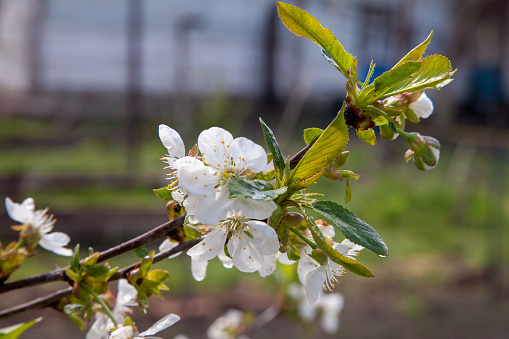 Fruit orchard at spring time with blossoming cherry trees. Close up view of branch with small green leaves and white flowers of cherry tree in garden.