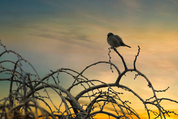 A sparrow perched on tree branch, gazing at sunset