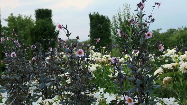 Garden. Landscape design. A wide variety of flowers. Manicured House and Garden displaying annual and perennial gardens in full bloom